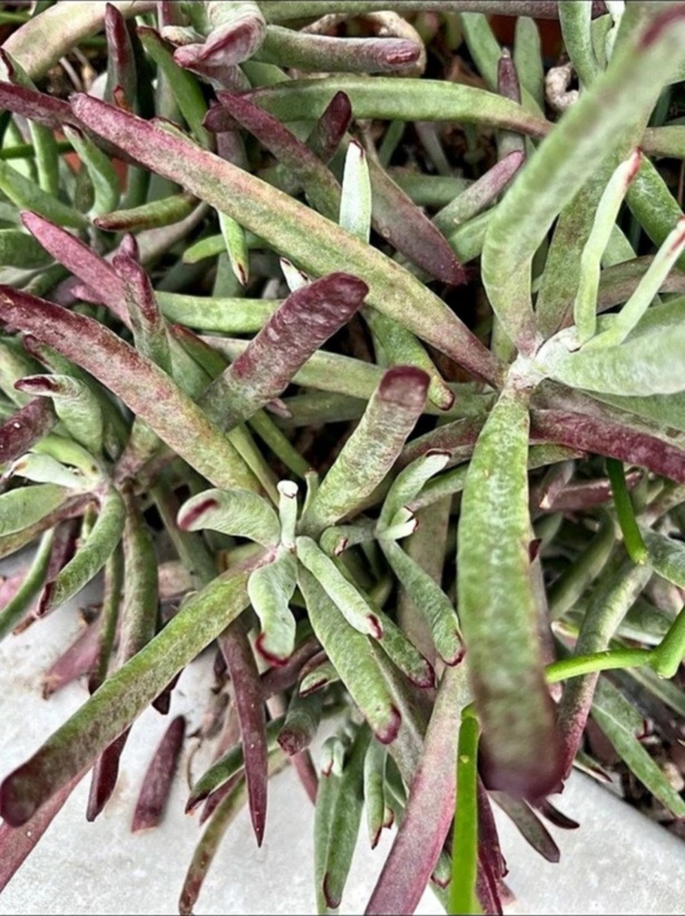 String of Bananas Succulent (Senecio radicans) Green & Purple Plant
